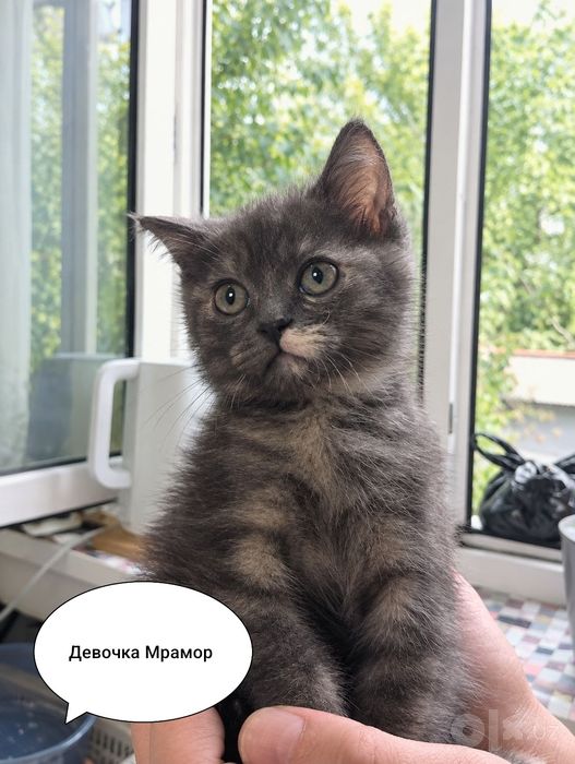 Продаются котята Страйт девочки.