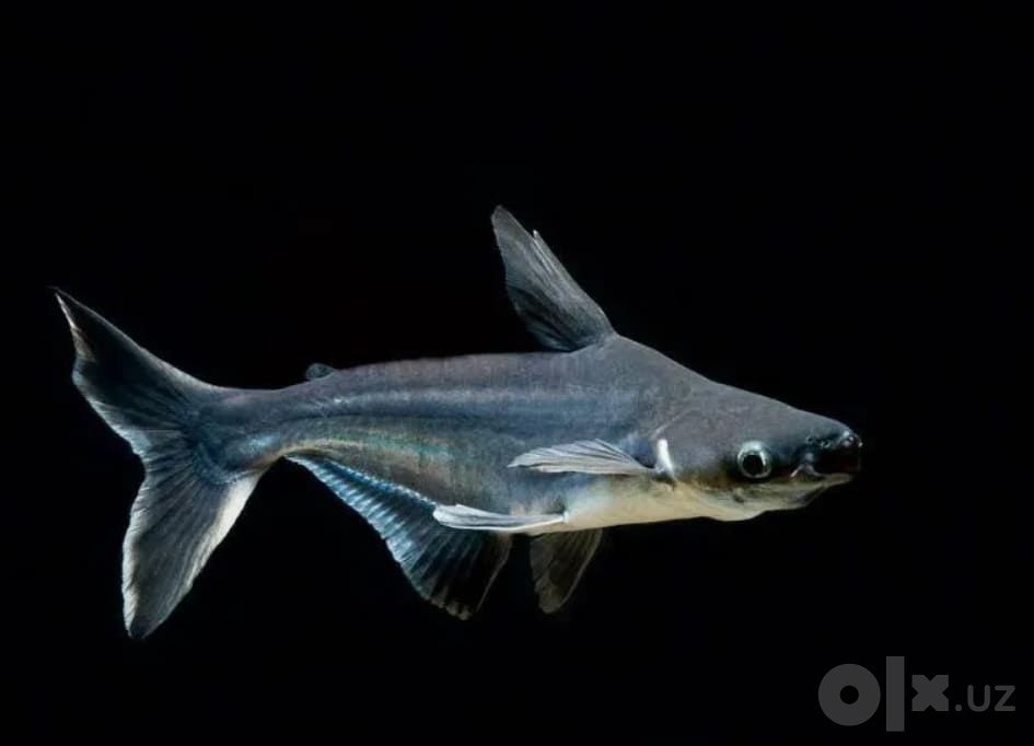 Akula pangasius 32sm