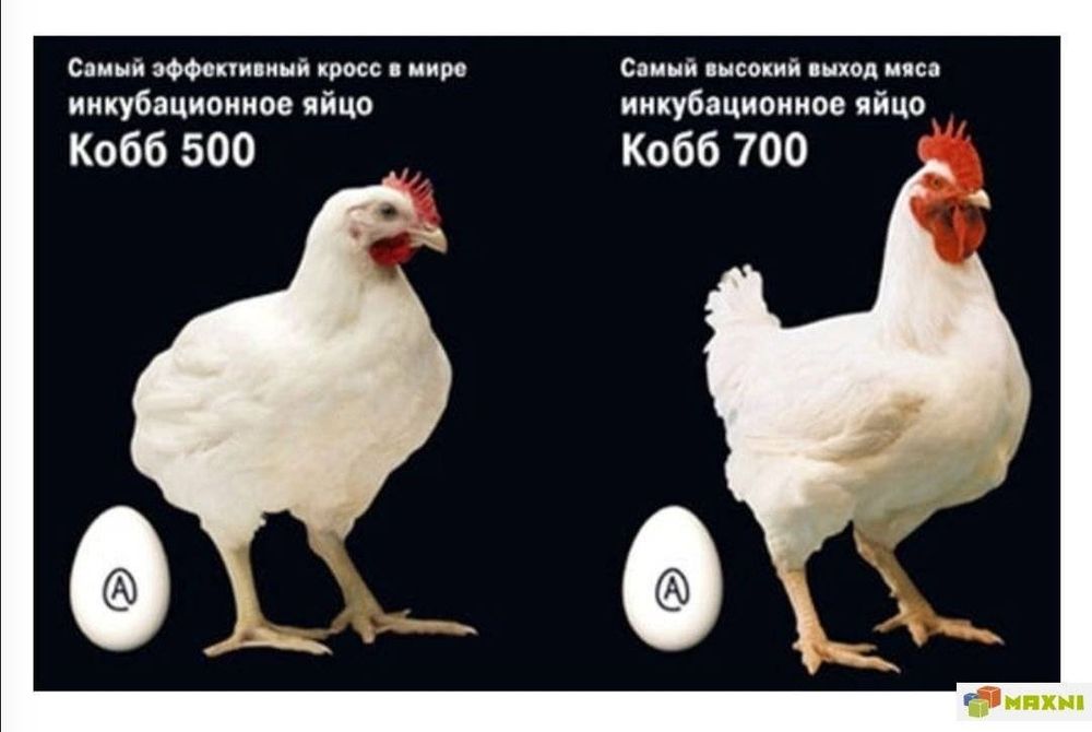 Породы кур бройлеров с фотографиями Породы кур бройлеров с фотографиями