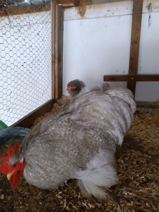 Cochinchina lavanda pitic (pereche)