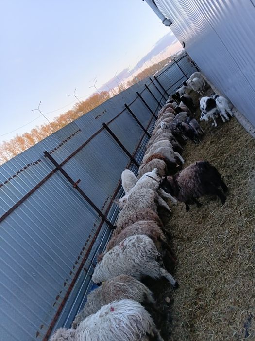 Продам овцематок