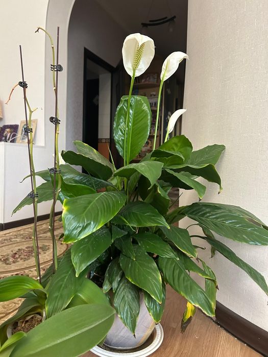 Продам цветы разные