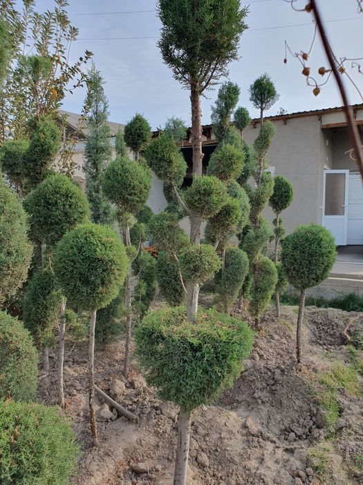 Kepars archalar sotiladi