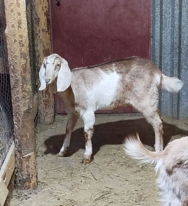 Продам Козлят цена договорная