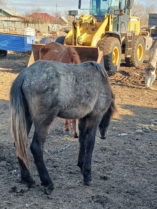 Кабылка два года