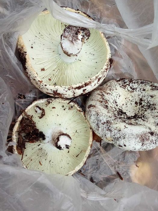 Продам грибы грузди