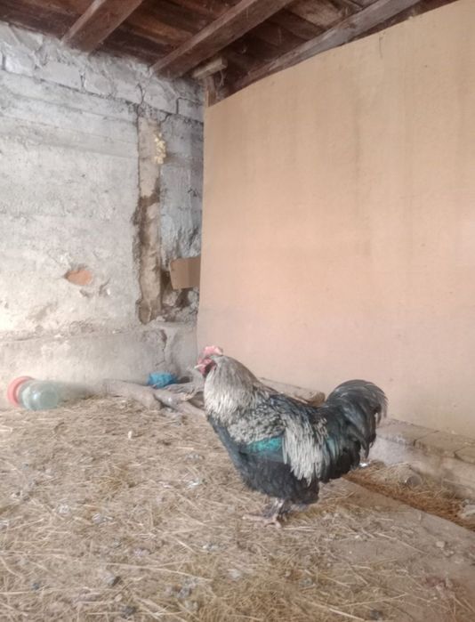 Әтеш петухи брама