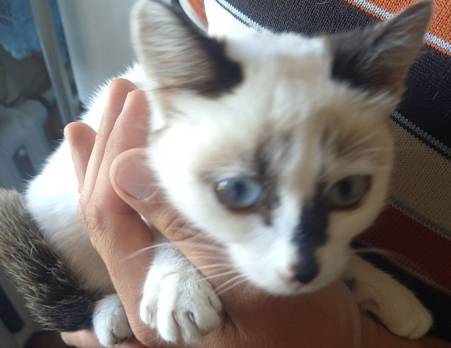 Сиамская котёнок девочка в добрые руки.