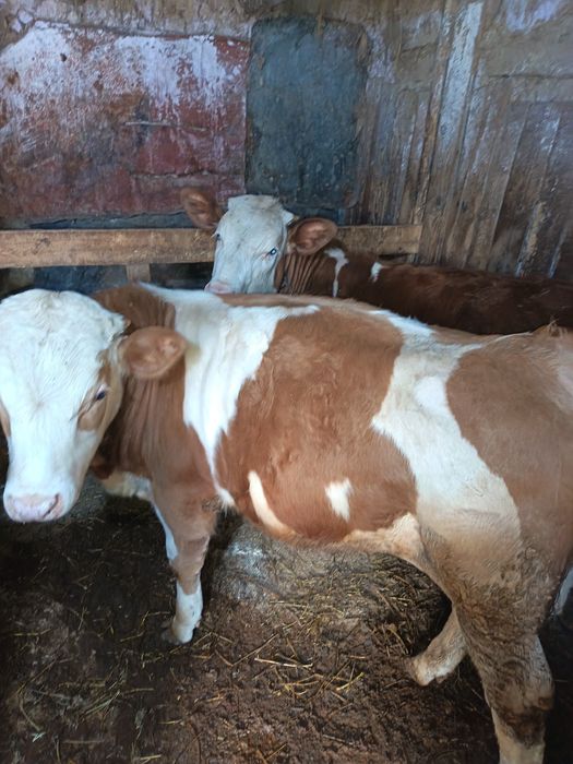 Vând marfa buna crescuta bio doi masculi și două femele