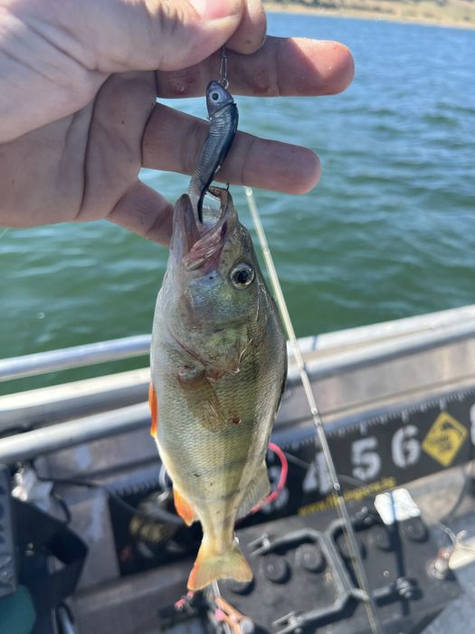 Силиконови примамки Blood Minnow