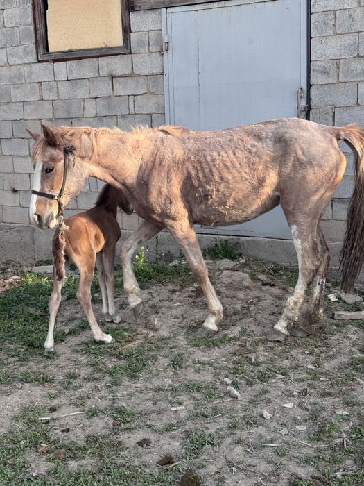 Құлынды бие сатылады