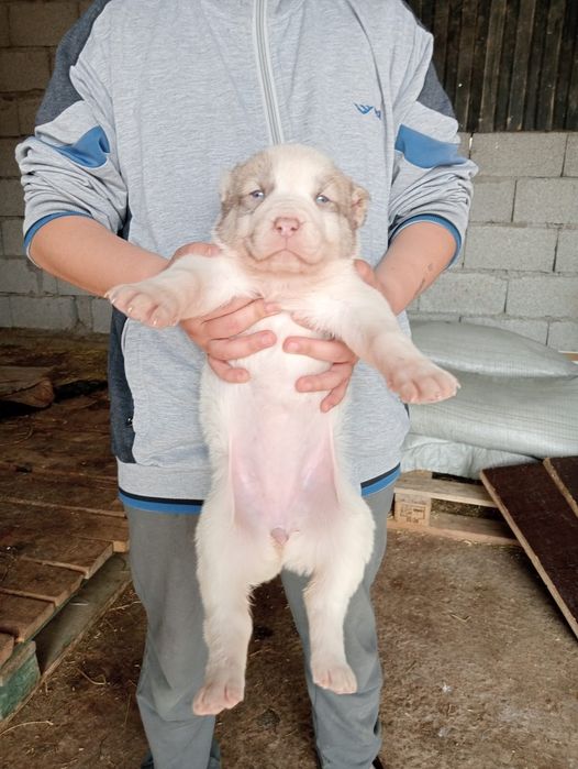 Таза қанды Алабай күшіктері.