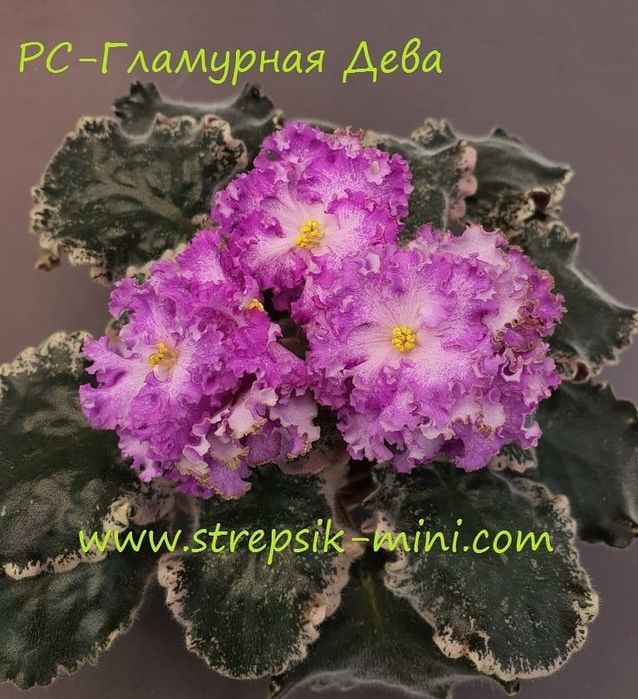 Детки сортовых фиалок