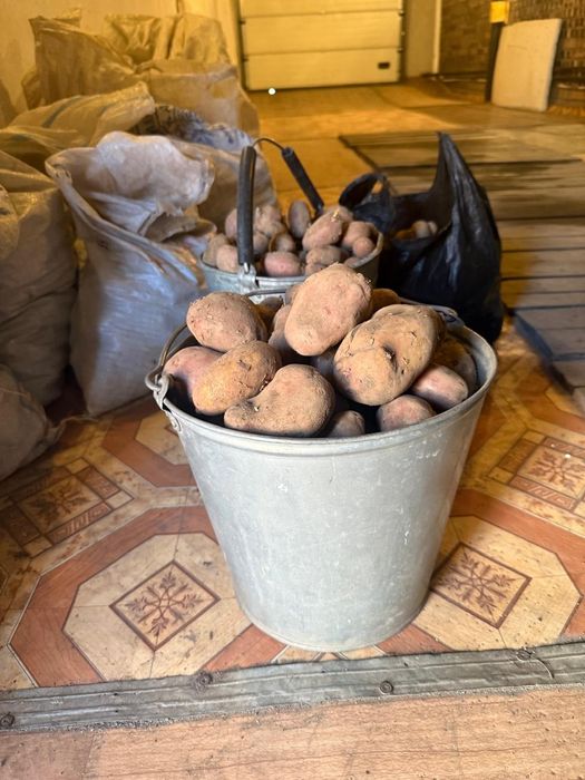 Картошка для посадки