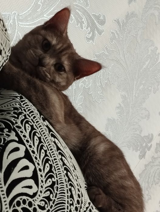 Срочно отдам кошку