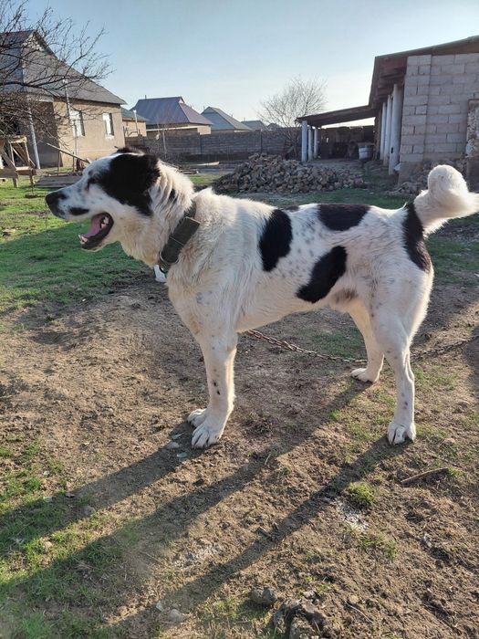 Алабайчик собака