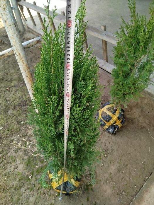 Archa kitob,Ельки книга,Арча китоб