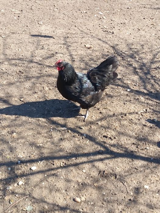 Oua incubat australorp