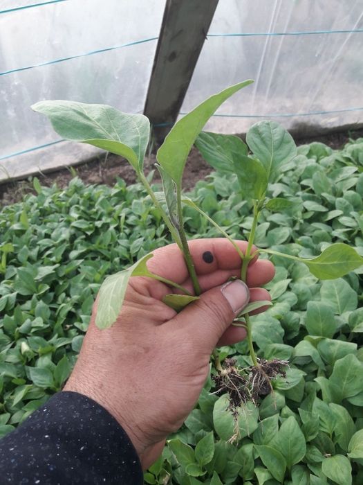 Помидор , болгарский , баклажан,  бодринг кучатлари оптом сотилади