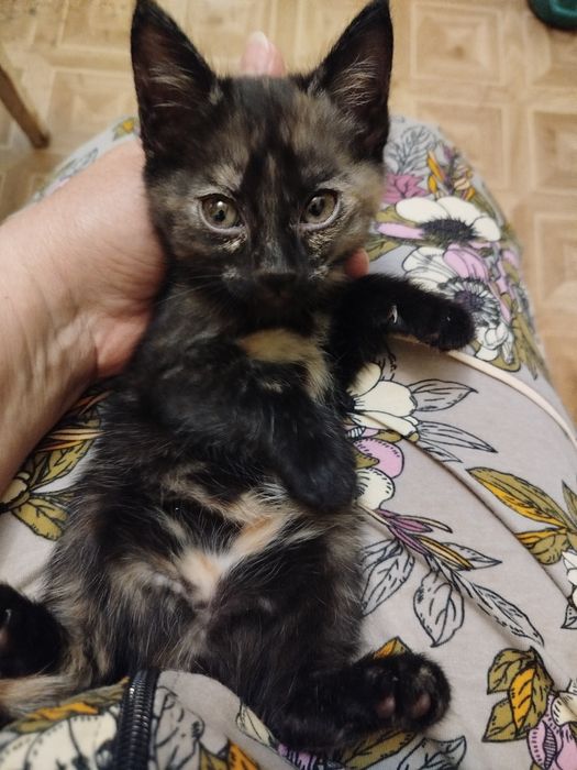 Ищем дом котенку