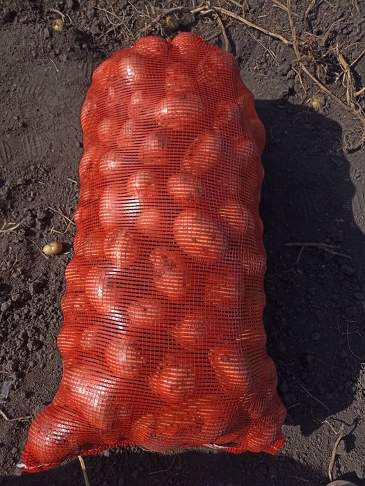 Картофель едовой Галла