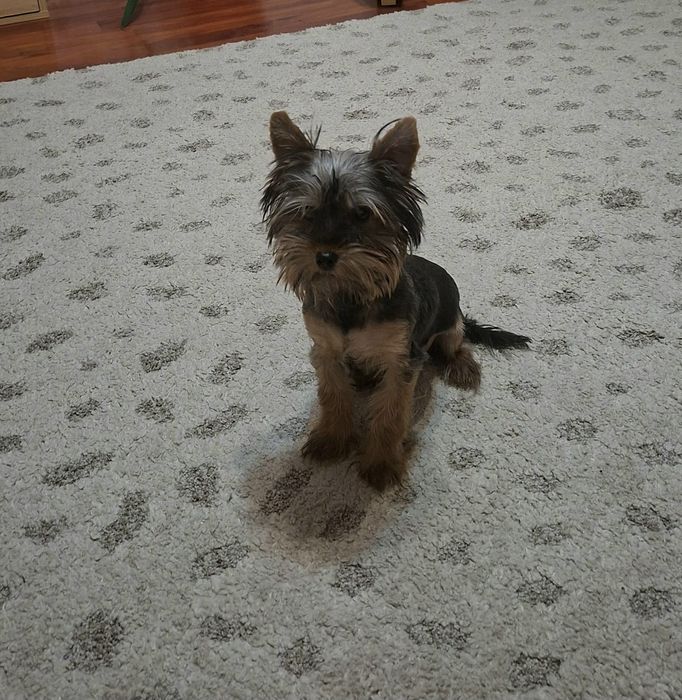 Femela de yorkshire terrier cu pedigree