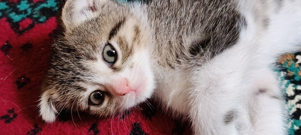 Котята шотландцы
