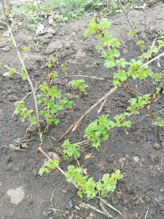 Крыжовник, Малина, Смородина кусты