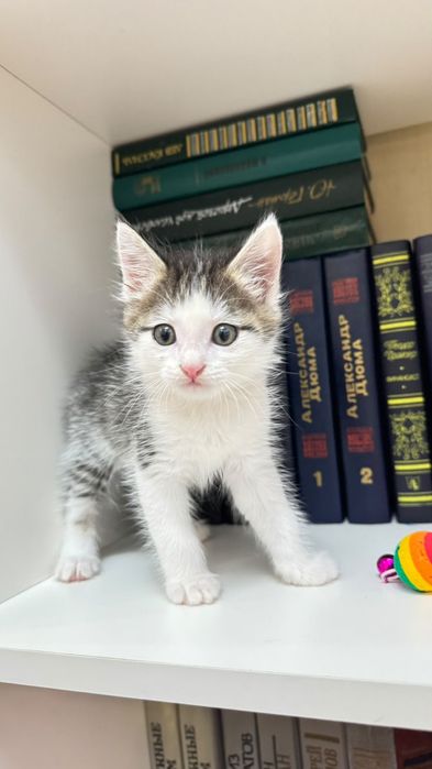 Котёнок в хорошие руки