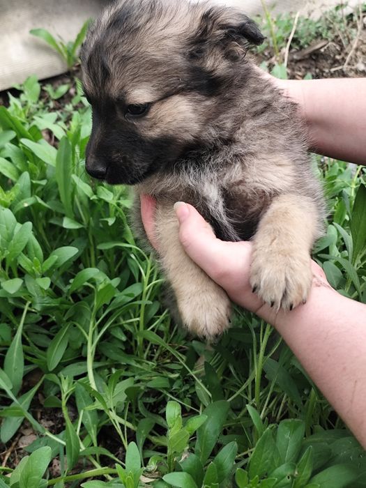 Щенок мальчик пёс собака ищет дом