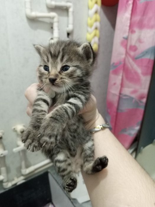 мушукчалар 1 ярим ойлик хадияга берилади сергили янги хаёт район