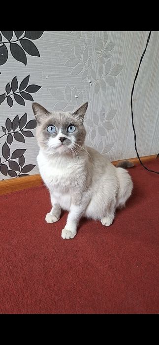 СРОЧНО! Кошка Сиамской породы беременная