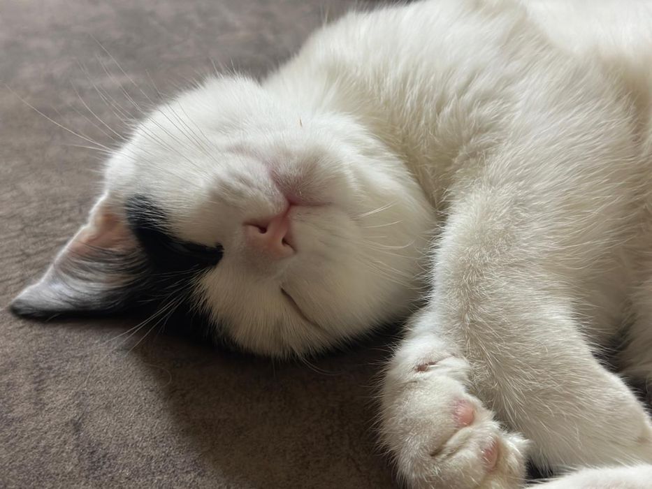 Срочно пристрою котика