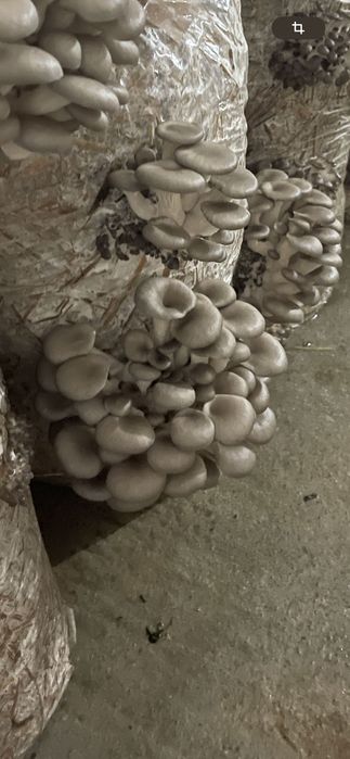 Pleurotus de vânzare 25 lei kg