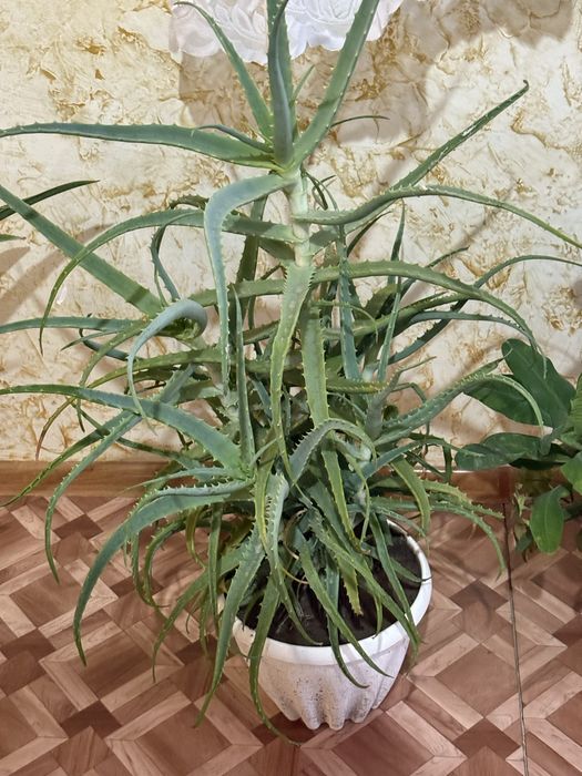 Алоэ Вера цветок домашний