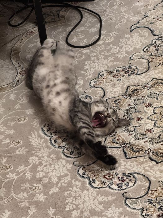 Кошка британская полосатая