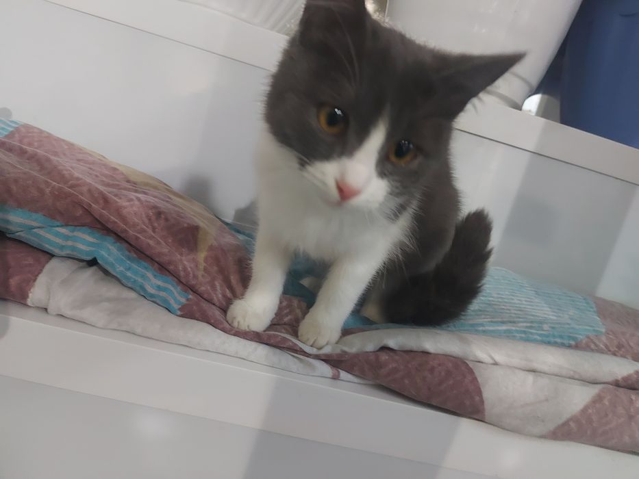 отдам даром котиков и кошечек