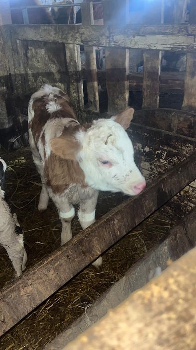 Симментал Аулиекол  Ангус