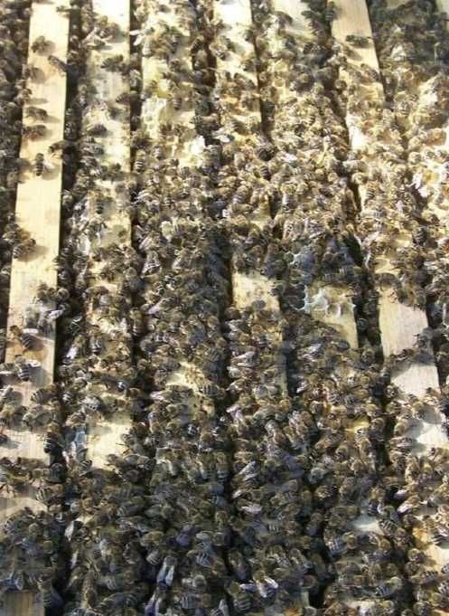 Пчеломатки Карника и Бакфаст