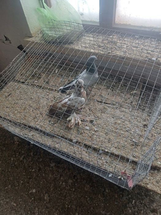 Голуби  такла и полосатый