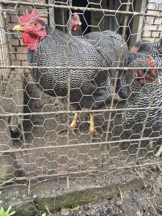 De vânzare ouă pentru incubat plymouth rock barat