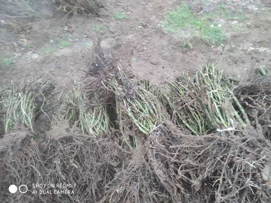 Atrgul koʻchatlari 75xil turdagi atrgul koʻchatlari bor