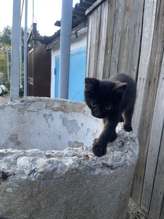 Отдадим котят в добрые руки даром