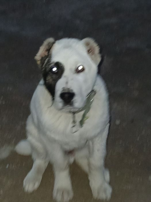 Алабай күшік сатылады 4/айлық.