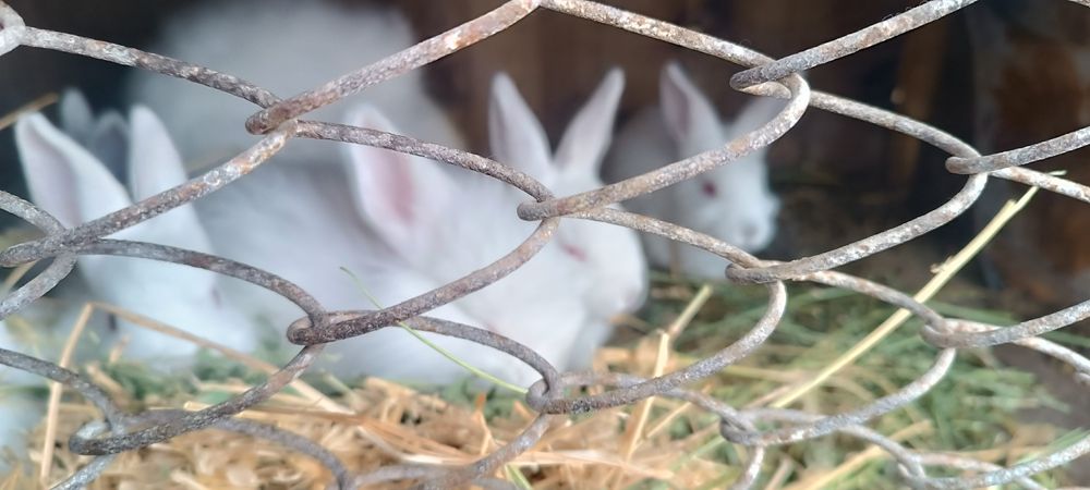 Quyon bolalari 1,2 oylik