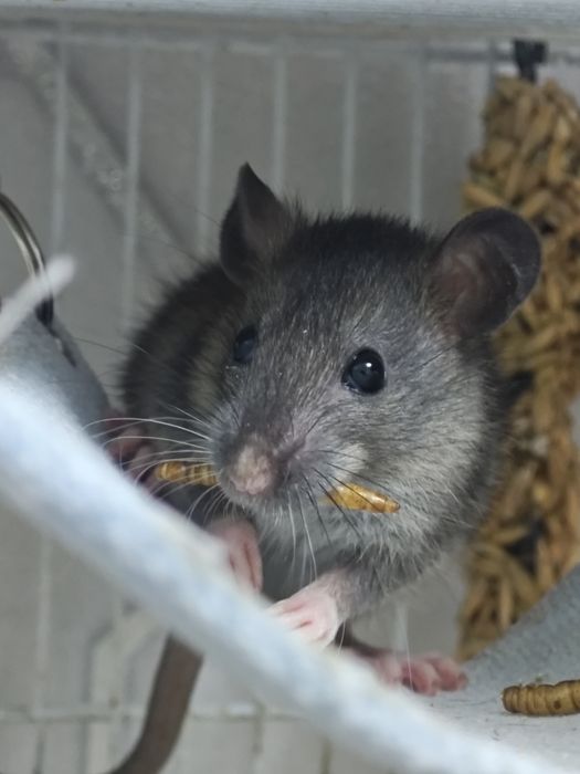 Декоративные крыски бесплатно