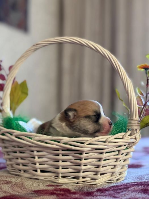 Вельш корги пембро Милота просто чудо