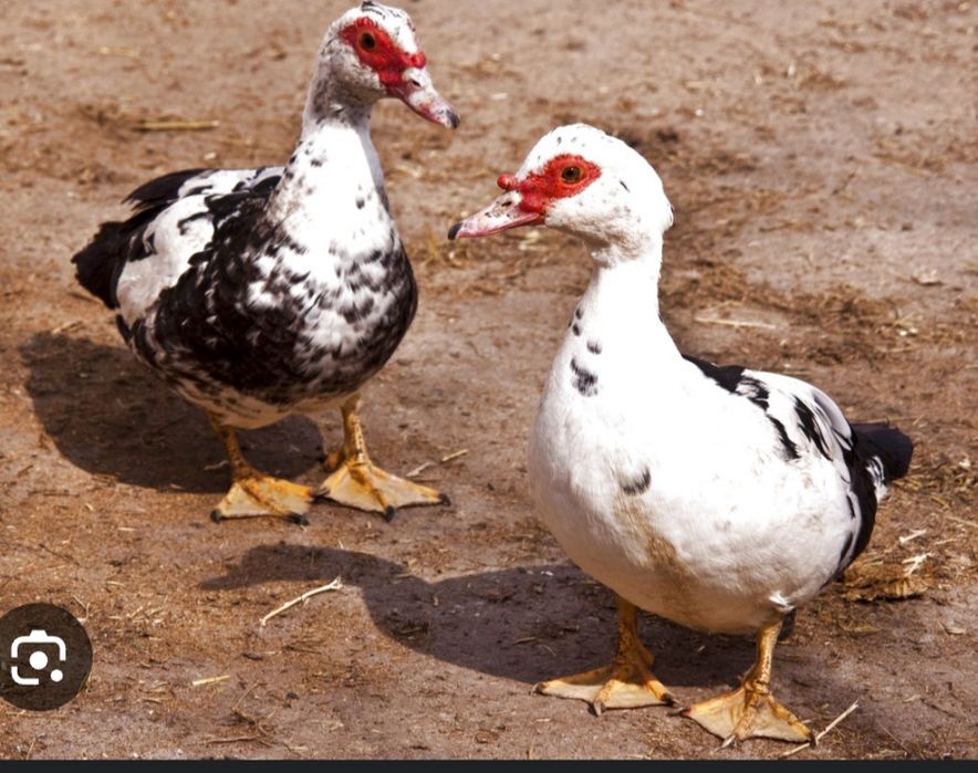 Урдак домашний 1 ешар