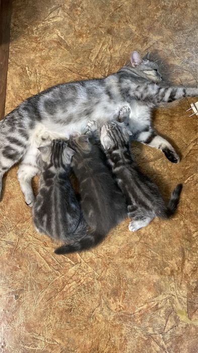 Котята шотландские фолдики