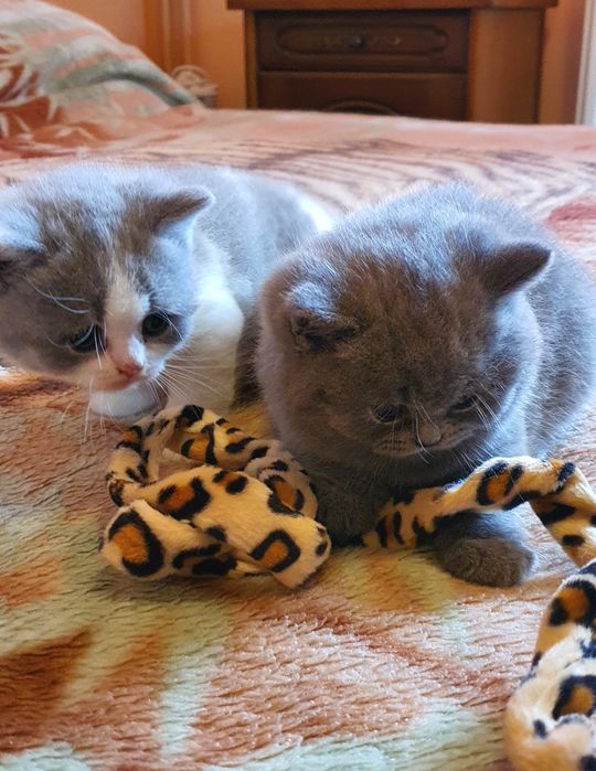 British shorthair cu pedigree!